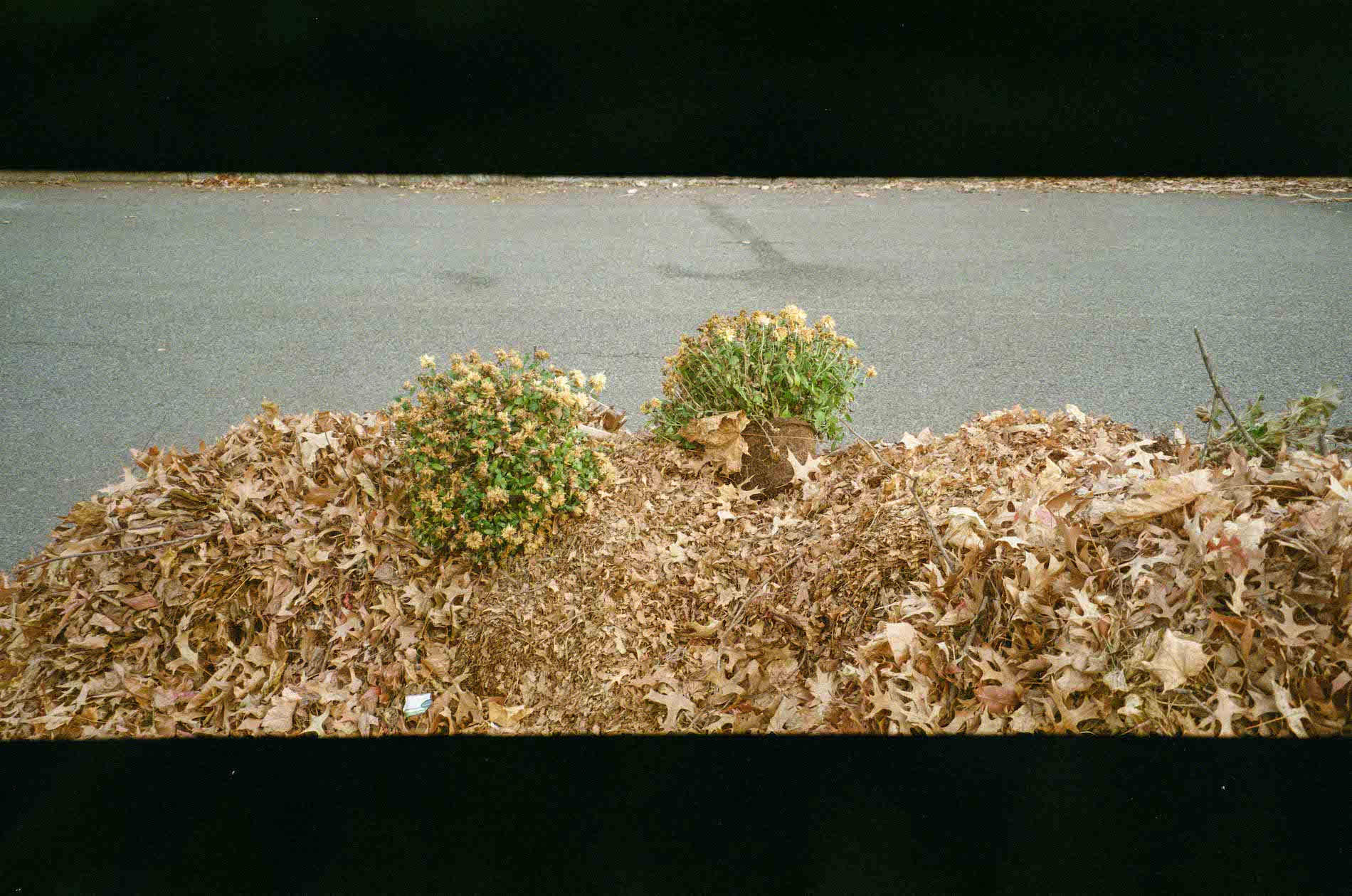 IQZoom140_3