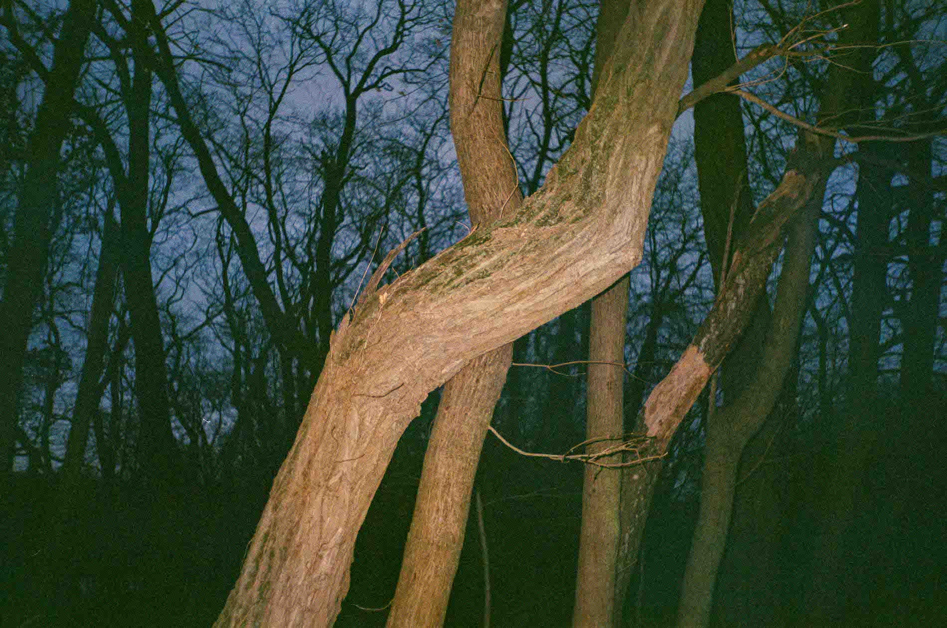 TripAF30_1