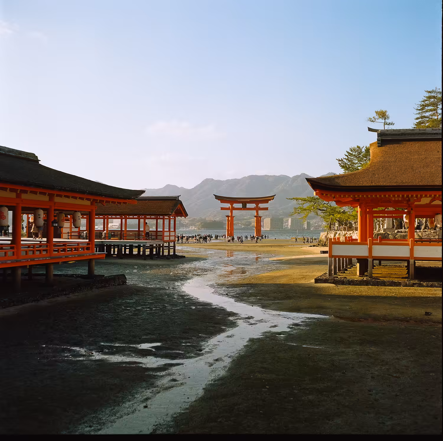 Itsukushima Shrine's torii gate at low tide, on Portra 800 with a Rolleicord VA