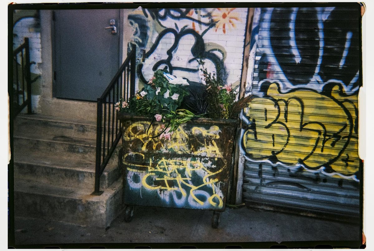 Flowers tossed in a graffiti-covered dumpster, shot on a Gelatin disposable camera